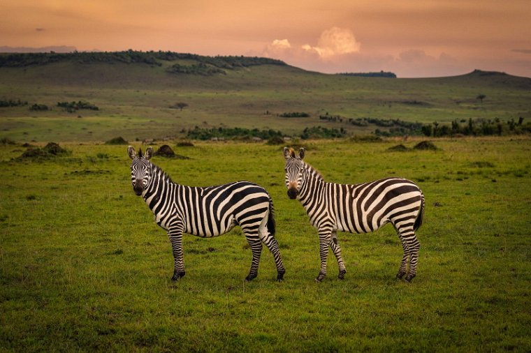 131 Masai Mara, zebra.jpg